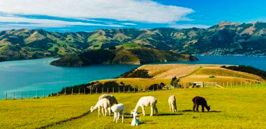 新西蘭的幼教碩士專業怎么樣？新西蘭大學幼教碩士專業解析！